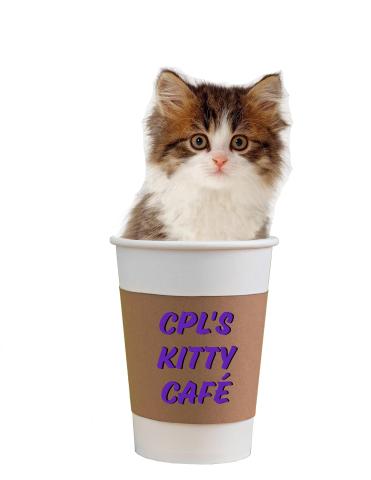 kitten in a coffee cup